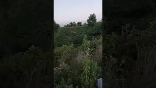 🇺🇲overpopulation of deer in USA अमेरिका में विश्व चार्ट के अनुसार हिरणों की अधिक जनसंख्या🇺🇸