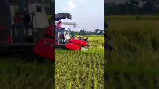 Kubota king pro Harvester cutting paddy Kubota harvester wala
