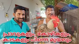 ചെറിയ രീതിയിൽ ഉള്ള ഒരു Mixed Farm | Pigeon, Chicken, Quail, Rabbit