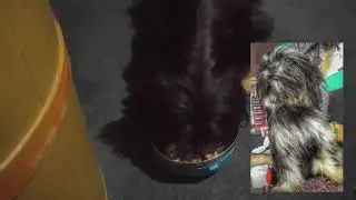 Shih Tzu Secret Food Appetizer | Taira Series #15