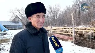 ҚОРА ТОЛЫ ҚОЙ, ТАБЫСҚА ТОЛЫ ОЙ / АGRO АЙМАҚ / 24.12.2025
