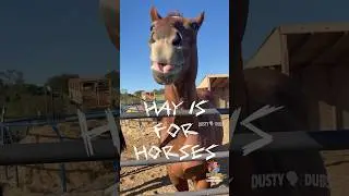 🐴 Horsin&rsquo; Around Compilation #shorts