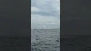 Video of the Day:  Humpback whale spotted off Australian coast
