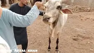 Amjad Khan Cow Market  30,5, 2025