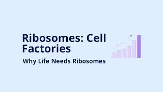 Ribosomes &ndash; Protein Makers of the Cell 