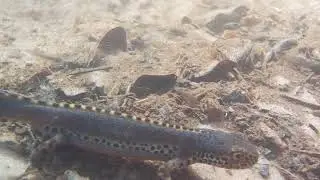 Ichthyosaura alpestris