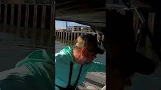 Big Bluefish #shorts #bluefish #delawarefishing