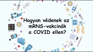 Hogyan v&eacute;denek az mRNS-vakcin&aacute;k a COVID ellen?