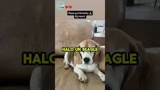 WANTED FOR HALO, AARON RAMSEY'S DOG 🐾#AaronRamsey #PumasUNAM #Halo #Mexico #EDSON