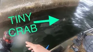 THIS BAIT CATCHES EVERYTHING!!! (Pensacola, Fl sheepshead fishing)