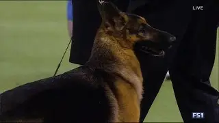 Canine Named After Adele Song Takes First Place At Westminster Dog Show