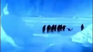 A penguin slipping on ice
