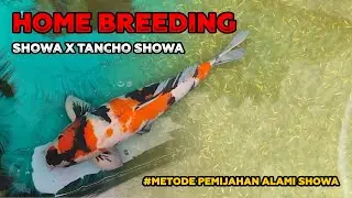 CARA BREEDING / PEMIJAHAN IKAN KOI : Home Breeding ikan koi jenis showa versi kami