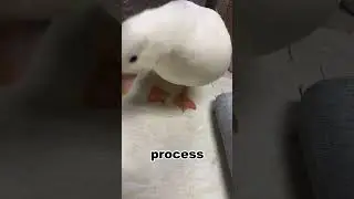 What is the process of down extraction丨AmazingNotes