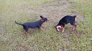 pinscher brincando #pinscher#cachorro#divers&atilde;o