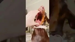 Pitbull bites handoff #shorts ￼