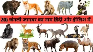 20) Name of wild animal #animals #animals // zero to hero dhiraj 77 