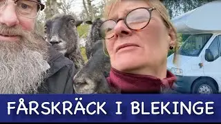 Fricamping i Blekinge, vacker natur och f&aring;gels&aring;ng.