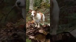 LIVE WILDLIFE  SHOWDOWN: BEAR vs. DOG! 🐻🔥🐶