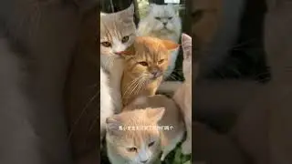 Do Not Peek Trust the Paw