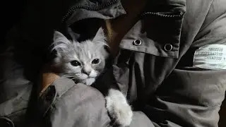 My cat story Kiko (Persian Cat)