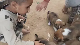 सेवा परमो: धर्म 🙏🐕🐕