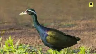Bronze winged Jacana chicks | Bronze winged Jacana | Jacana | Jacana chicks hide under male's wings|