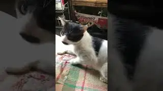 Kitten show his talent #kitten #cats #cutekitten #cat #head #turn