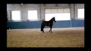 SHAHARAZAD RHR ~ 2011 Blood-bay filly. For the serious dressage competitor