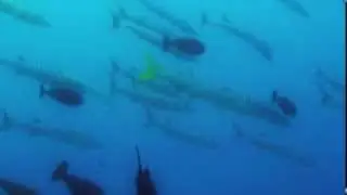 Архипелаг Раджа Ампат. Дайв сайт Blue Magic Point.