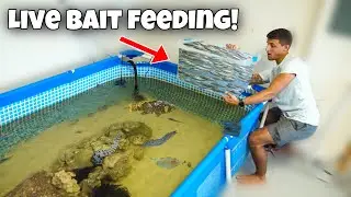 FEEDING LIVE BAIT TO MY POOL POND!! *CRAZY*