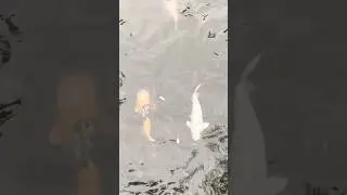 めちゃ可愛い鯉さん達！so many cute carp #lake #carp #fish #fische #nature #travel #ひとり旅 #shorts #peace