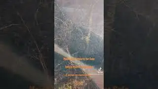 Tellico Plains TN 37385 Mountain Property