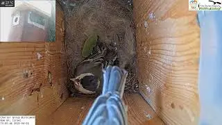 Congrats! Last two of 6 Great Tit nestling fledged + 1 that died