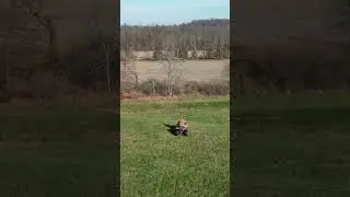 DJI drone tracking atv through field #drone #atv #shorts