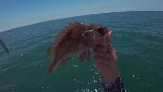 Fishing on the spitfire boat of Marina Del Rey C.A