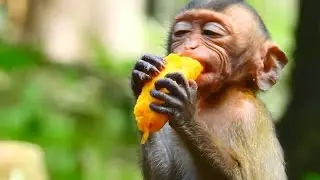 GET BANANA HUNGRY BABY MONKEY RONNIE @NewsBabyMonkey