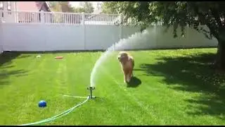 Golden Retriever Playing with Sprinkler 💦🐕 | Fun Summer Dog Video