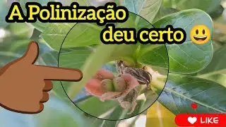 Resultado da polinização que fizemos 😃😊🥰