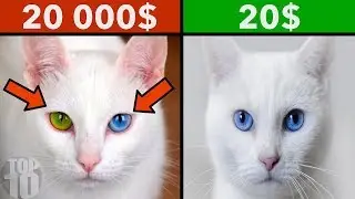 Most Expensive Pets In The World