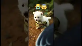 Brave Vulture Saves Puppy from Giant Snake |Heart Touching Jungle Rescue 🐍🦅#shorts #usa #shortsfeed