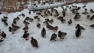 The Ducks At Kiwanis Park In London Ontario