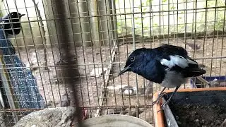 C&aacute;ch nu&ocirc;i chim cho&egrave; than sung căng lửa si&ecirc;ng h&oacute;t t775 |@thichnuoitv