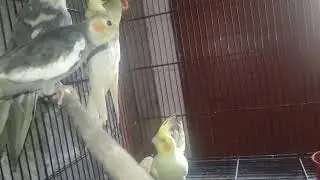 Cocktail lovers | love birds | love birds hobby