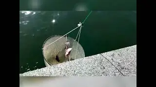 Peche a la balance (tourteau,etrille,bulot,crabe vert, crevette) à fecamp