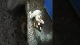 #rabbitlife #petlover #pets #housepets #bunny #trending
