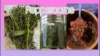 Let&rsquo;s preserve wild peppercorns and easy peppercorn pickle🫠