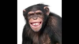 monkey smile