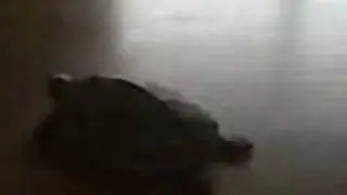 My Paralyzed Turtle