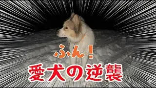 雪遊びをさせて貰えなかった愛犬の逆襲😱